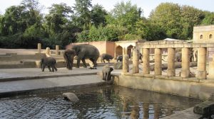 Disneyland Hotel Elephant